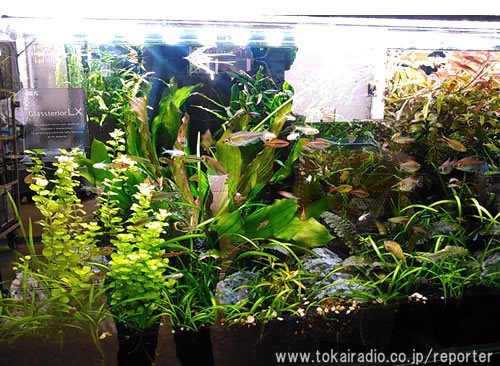 三貴フラワーセンター 飛びこみマイク レポーター 東海ラジオ 1332khz 92 9mhz