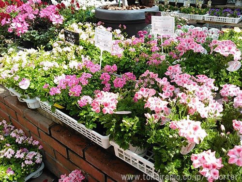 花ごころ 名古屋園芸 飛びこみマイク レポーター 東海ラジオ 1332khz 92 9mhz