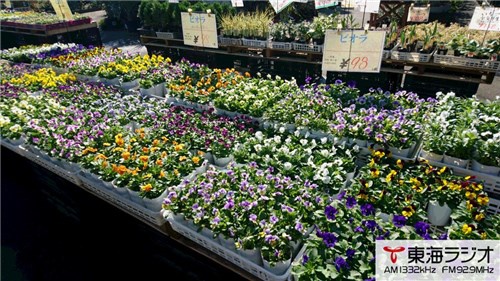 花ひろば 飛びこみマイク レポーター 東海ラジオ 1332khz 92 9mhz