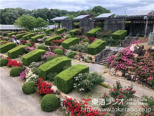 花フェスタ記念公園の 春のバラまつり 飛びこみマイク レポーター 東海ラジオ 1332khz 92 9mhz