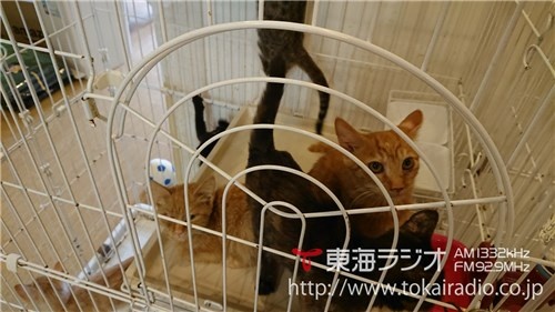 花の木シェルター 飛びこみマイク レポーター 東海ラジオ 1332khz 92 9mhz