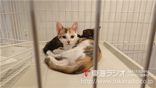 花の木シェルター 飛びこみマイク レポーター 東海ラジオ 1332khz 92 9mhz