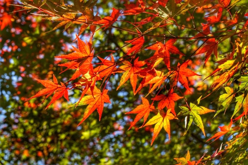 金華山ロープウェー 岐阜城の紅葉 日々 直球勝負 大澤広樹 東海ラジオ 1332khz 92 9mhz