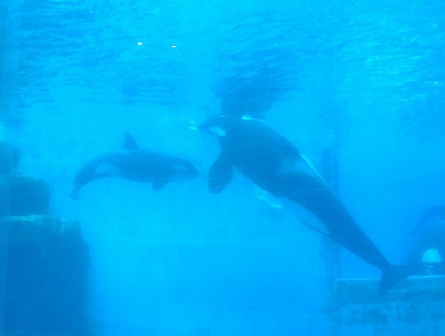 シャチの赤ちゃん サトコのヒトコト サトコのヒトコト 東海ラジオ 1332khz 92 9mhz